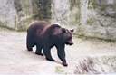 09-ours-brun.jpg